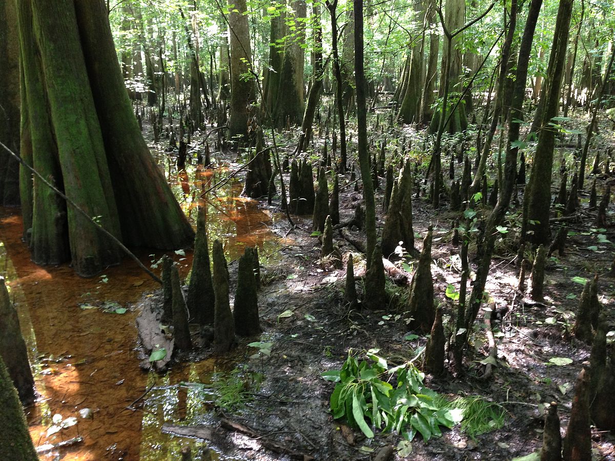 Congaree National Park From Elevated Boardwalk South Carolina 
